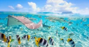 French Polynesia: Exploring Its Underwater Paradise with Diving and Snorkeling