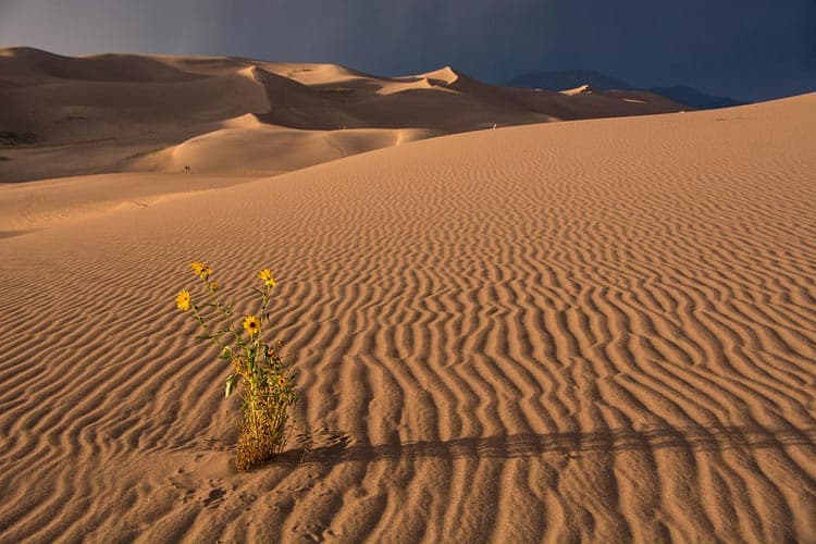 The Dunes has a distinctive sandy landscape. CC Image by Great Sand Dunes National Park & Preserve/Patrick Myers