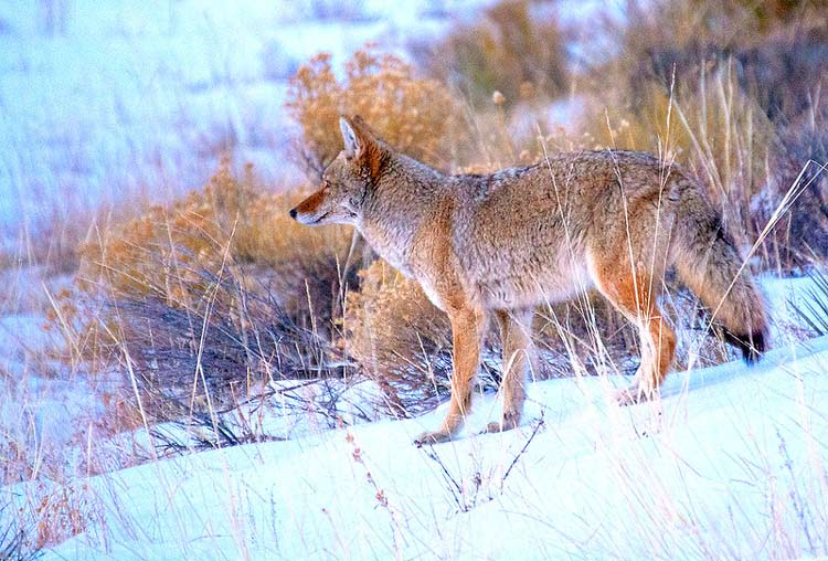 Wildlife can be found in the alpine meadows and the sand dunes. CC Image by Great Sand Dunes National Park & Preserve/Patrick Myers