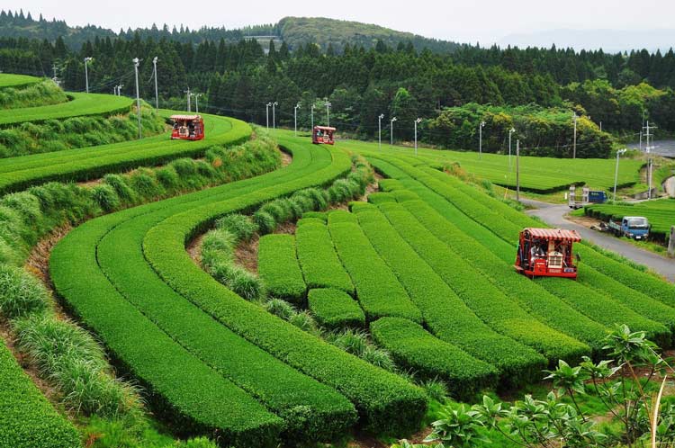 Green tea fields in Kagoshima, Japan. Photo by KPVB