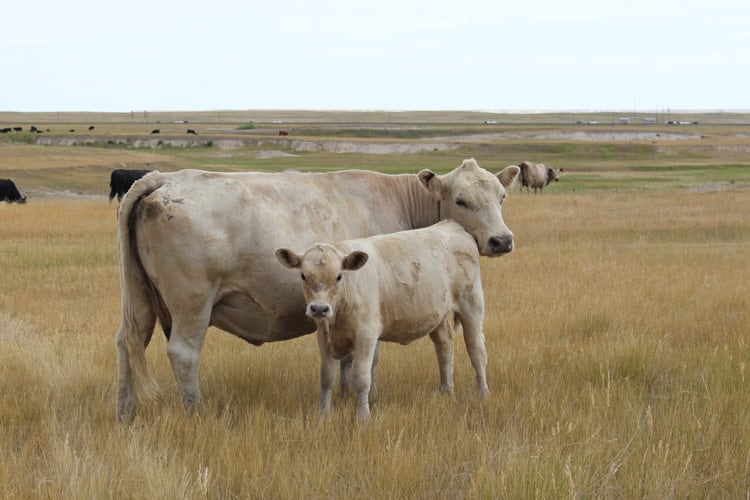 The best part of our visit at Our Heritage Ranch was getting to know the owner who let us join her while she checked on the cattle. Photo by Janna Graber