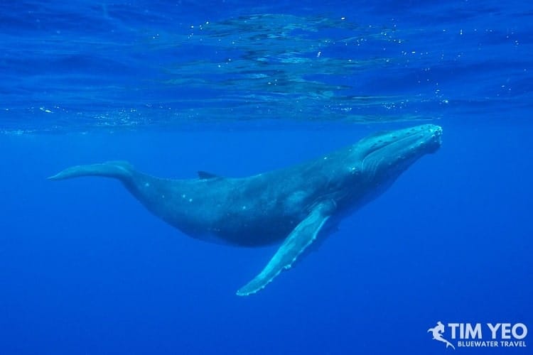 One can enjoy the safe swimming around the big whales in French Polynesia