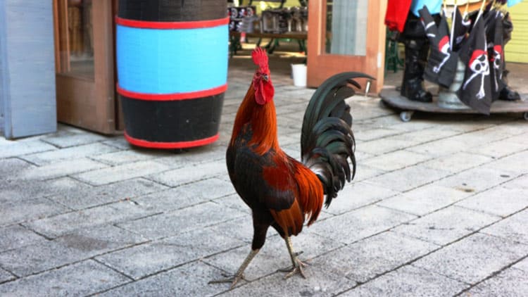 Roosters roam the streets in Key West, Florida. Photo by Scythe23/Dreamstime.com
