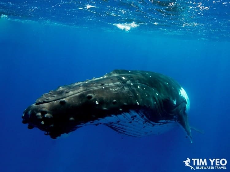 The island of Moorea is one of the best place for whale encounters