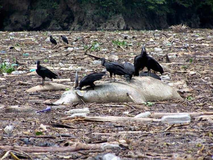 bloated bellies of dead cattle and donkeys bobbing in the water