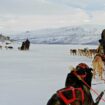 Dog sledding in Abisco Sweden