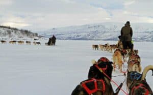 Dog sledding in Abisco Sweden
