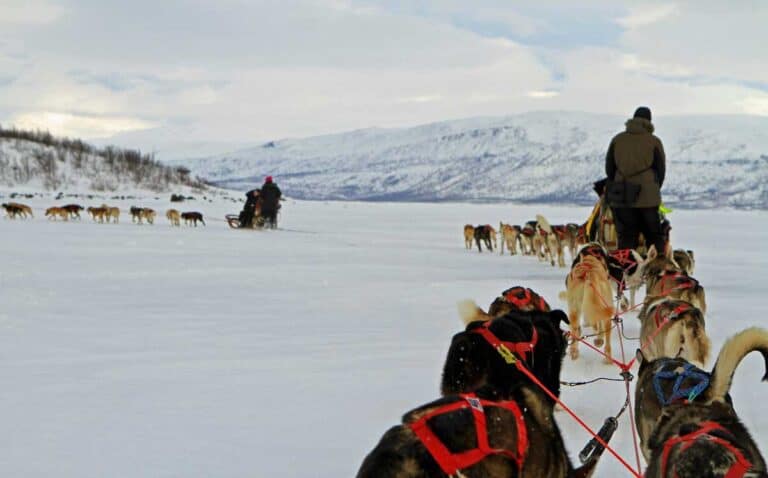 Dog sledding in Abisco Sweden