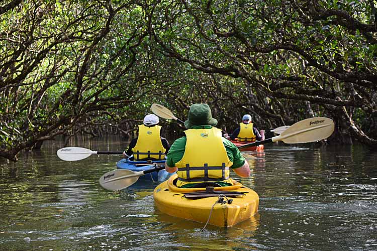 Enjoy kayaking through the mangroves.