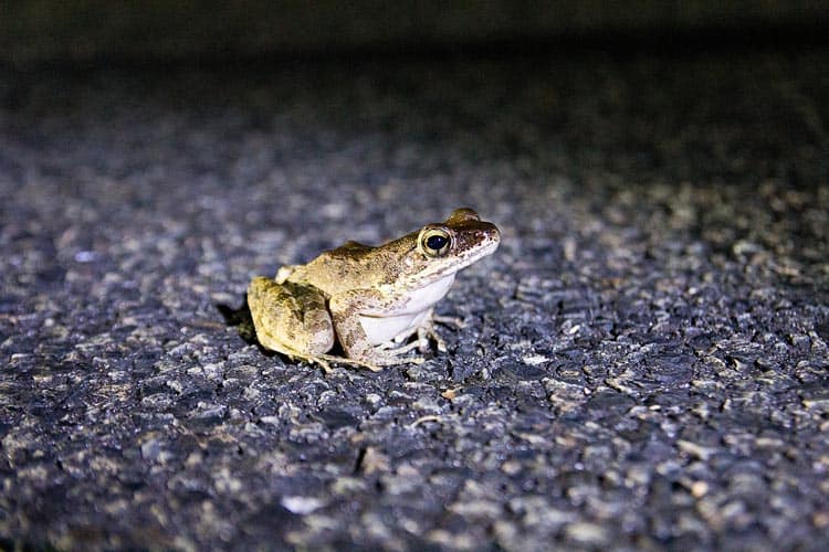 See the wildlife on the night safari in Kinsakubaru Virgin Forest in Japan.