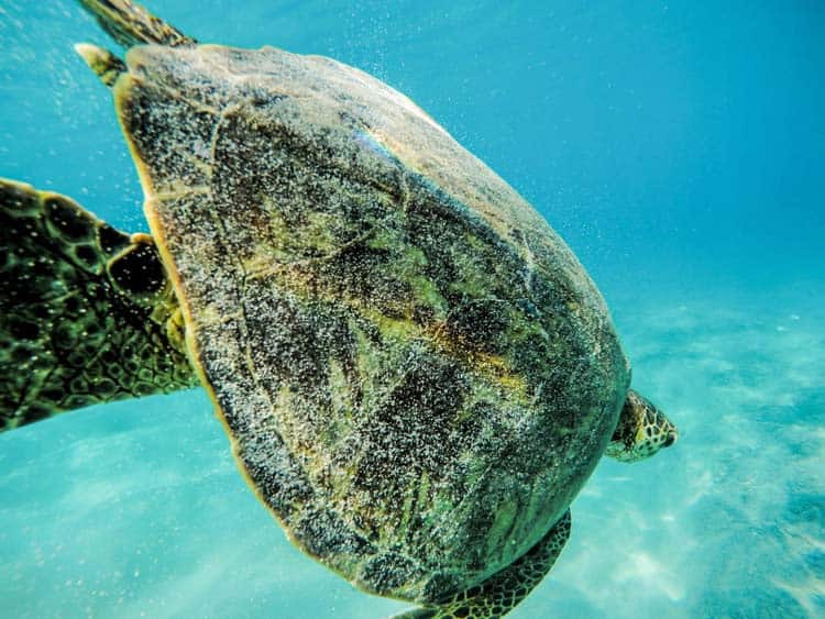 Snorkel with turtles and other marine wildlife in Hawaii