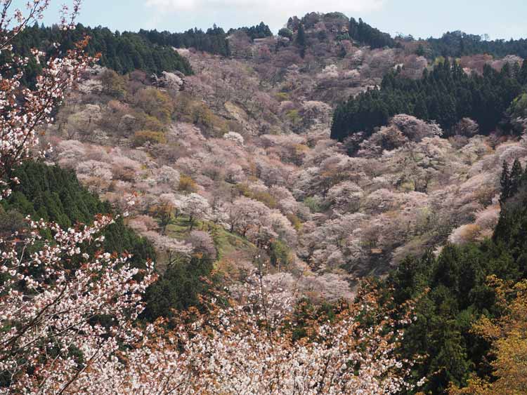 Cherry blossoms bloom on Mount Yoshino. CC Image by kanichan8