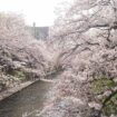 Cherry Blossoms in Toytama City, Japan. Photo by Masayoshi Sakamoto