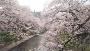 Springtime in Japan: 10 Best Places to See Cherry Blossoms