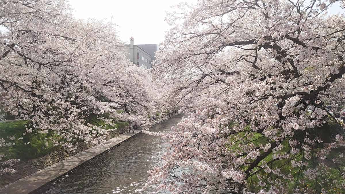 10 Best Places to See Cherry Blossoms in Japan | Spring Travel in Japan 10 Best Places to See Cherry Blossoms in Japan | Spring Travel in Japan