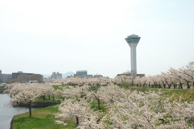 Goryōkaku cherry blossoms. CC Image by Yamaguchi Yoshiaki