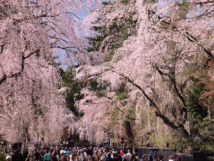 Cherry trees in Kakunodate in Japan. CC Image by Syuzo Tsushima