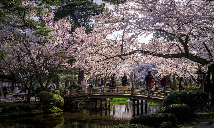 Cherry trees at Kenrokuen Garden in Japan. CC Image by Kyle Hasegawa