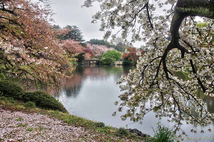 Shinjuku Gyoen National Garden in Japan. CC Image by Tatters ✾