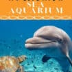 Curacao Island: Are you ready to swim with dolphins and stingrays, feed turtles and see a variety of fish? Check out the Curacao Sea Aquarium and the Dolphin Academy on the Curacao Island