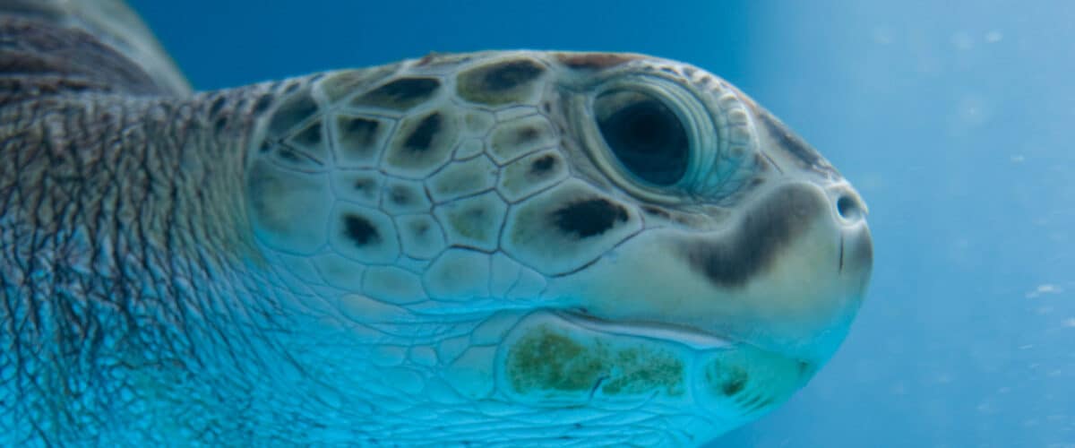 Curacao Sea Aquarium sea turtle. CC Image by Anja Disseldorp