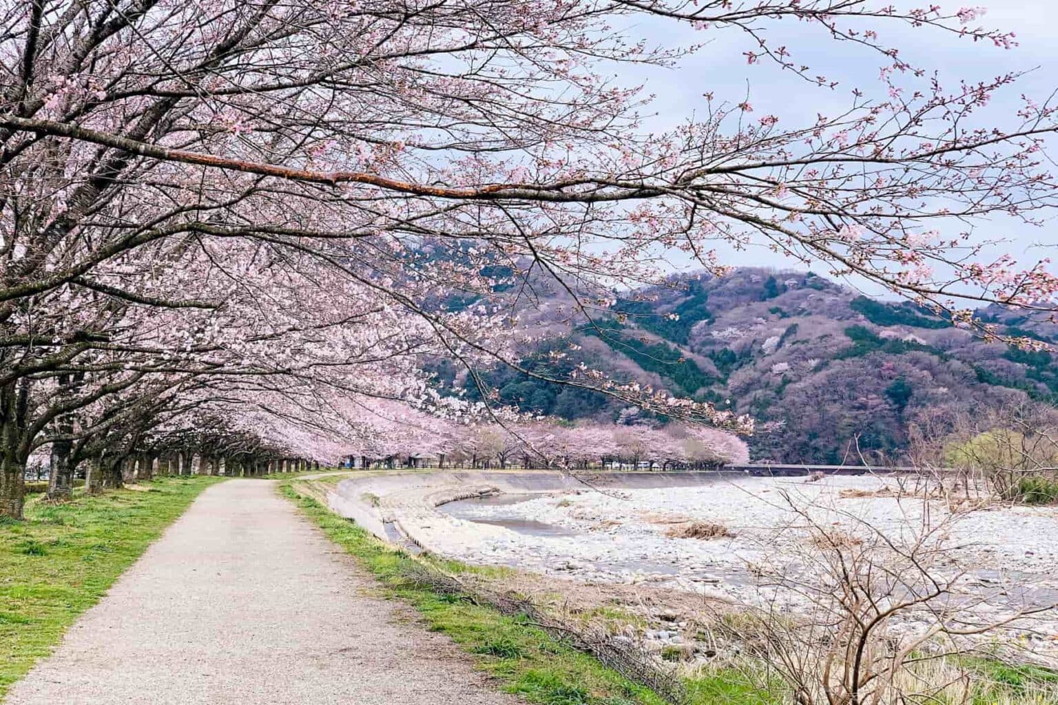 10 Best Places to See Cherry Blossoms in Japan