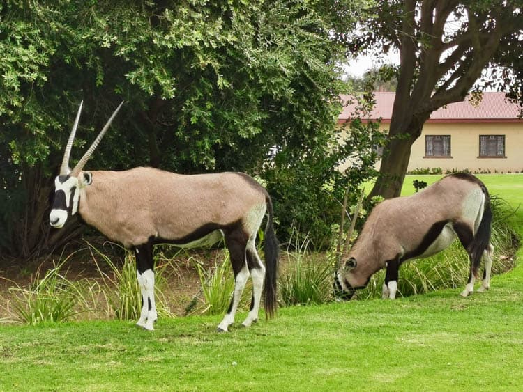 Namibia Oryx roaming the streets of Oranjemund 