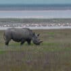 An exciting safari in Ngorongoro in search of the mysterious and elusive black rhino. CC Image by Rene Mayorga