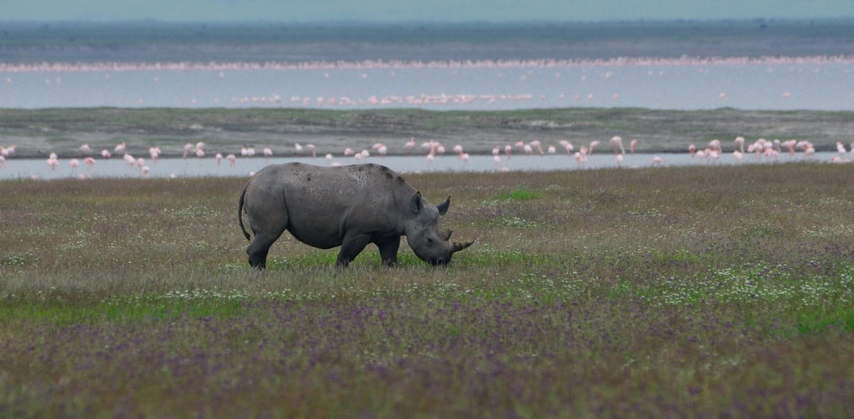An exciting safari in Ngorongoro in search of the mysterious and elusive black rhino. CC Image by Rene Mayorga