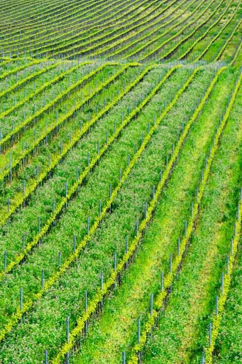 Vineyards