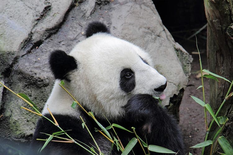 Panda at the San Diego Zoo. CC Image by randychiu