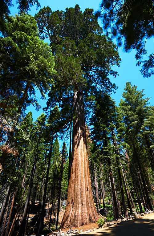 Yosemite National Park in SoCal. CC Image by Pedro Szekely