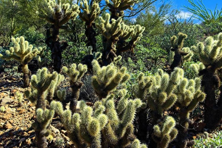 The Teddy-Bear Cholla Cactus is found in the Sonoran Desert outside of Tucson