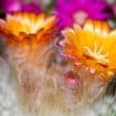 Tucson Desert Blooms