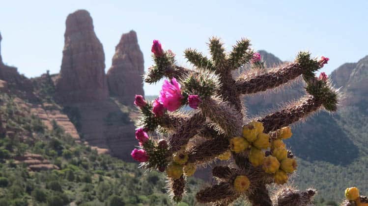 Lush Sonoran Desert Blooms