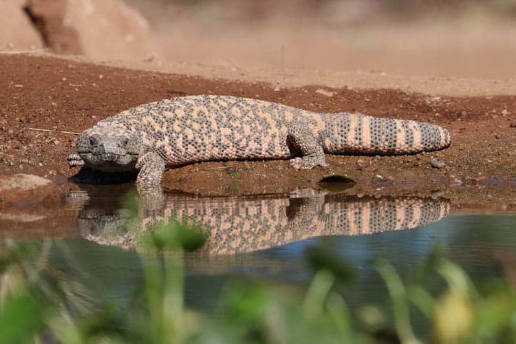 Tucson Desert Gila Monster