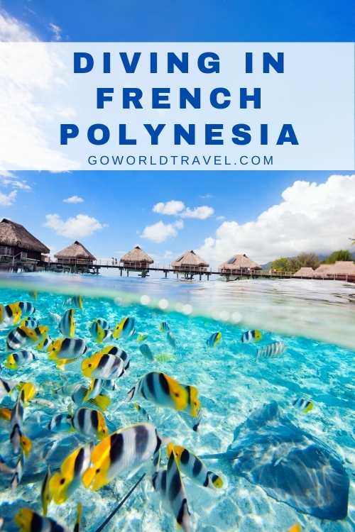 Diving in French Polynesia: With its vibrant reefs and abundant sea life, diving in French Polynesia is among the best in the world. Here is how to plan a diving trip.#diving #frenchpolynesia #dive #ocean #sealife 