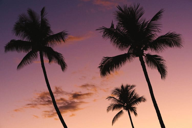 Maui sunset over the palms