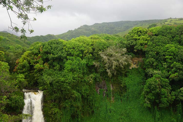 Haleakala lush jungle with waterfall