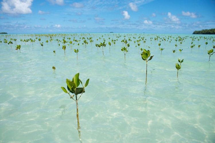 Mangrove sprouts in Tuvalu