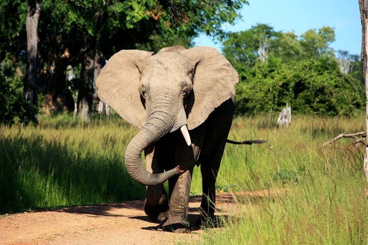 Wildlife in Zambia