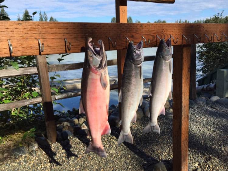 Alaska Silver Salmon such as these from the Susitna River, lure anglers to Alaska in summer