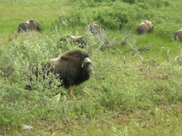 Wild muskox are easily viewed on day tours from Nome Alaska in summer