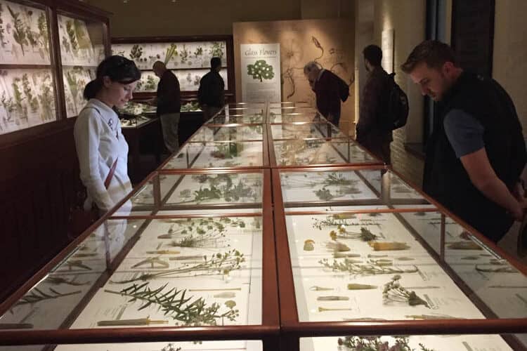 Glass Flowers Exhibit at the Harvard Museum of Natural History in Cambridge, MA