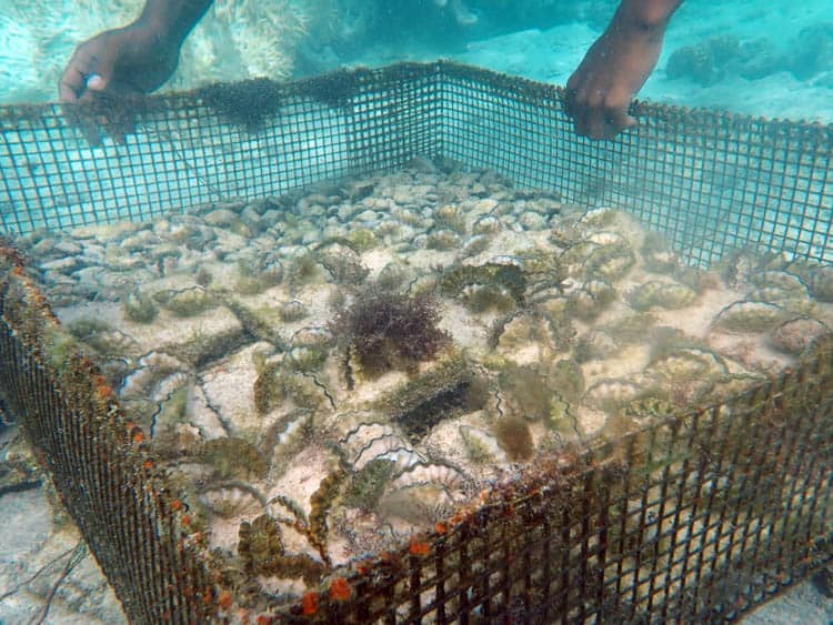 Giant Clam Farm Nursery in Yap