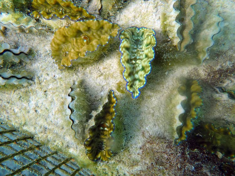 Diving at Yap Giant Clam Farm 