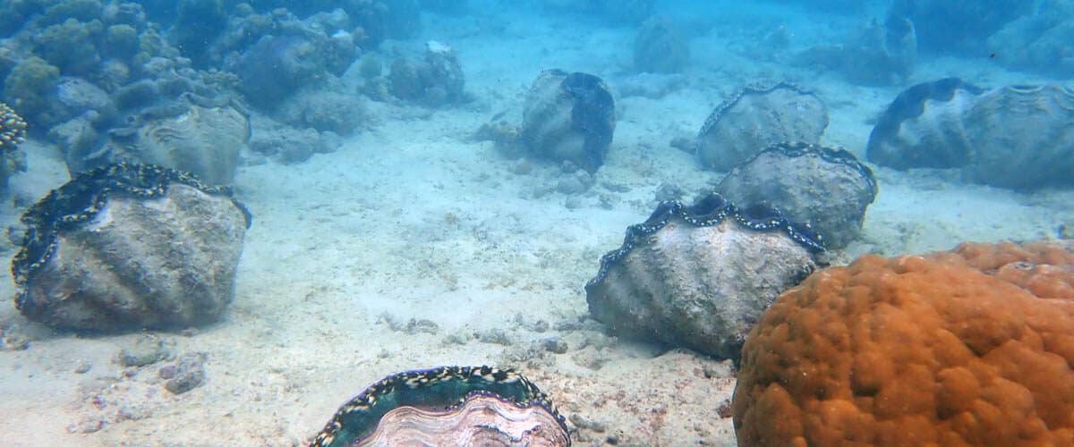 Diving in Yap Giant Clam Farm