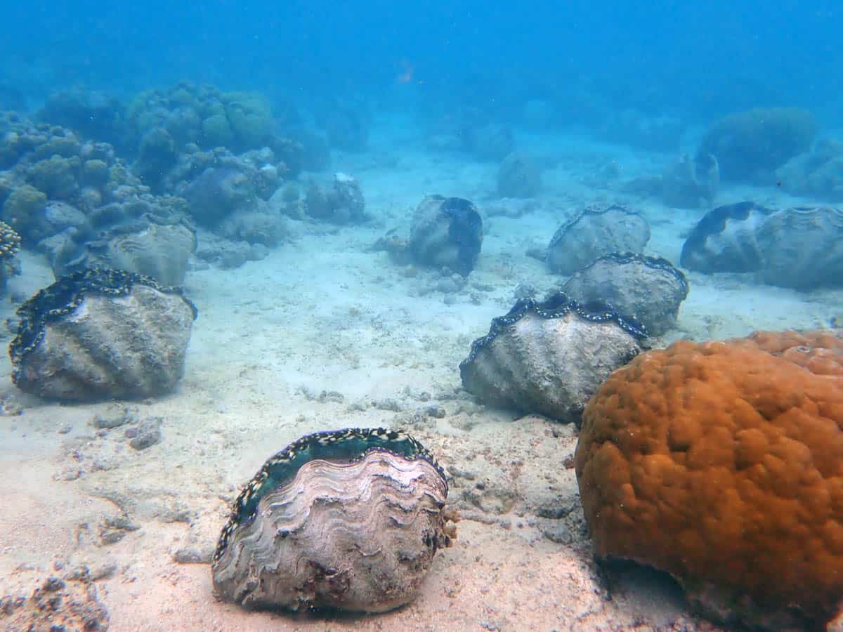 Diving in Yap Giant Clam Farm