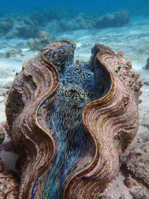 Diving in Yap Smooth Giant Clam