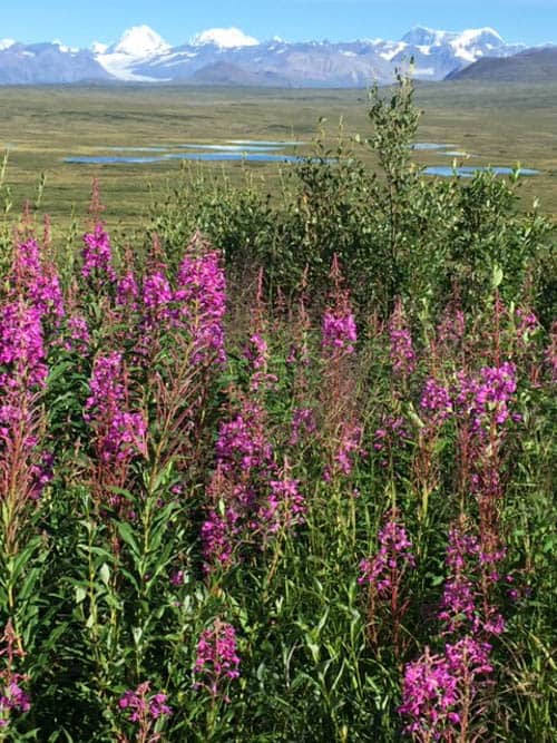 Fireweed and mountain peaks, the quintessential Interior Alaska in summer scene—in this case, on the Denali Highway.
